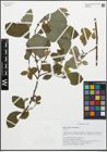 Foto von Salix oropotamica Brullo, Scelsi & Spamp.